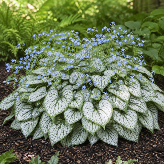 Brunnera macrophylla 'Looking Glass'