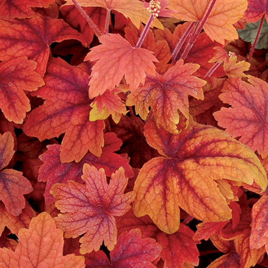 Heucherella 'Sweet Tea'