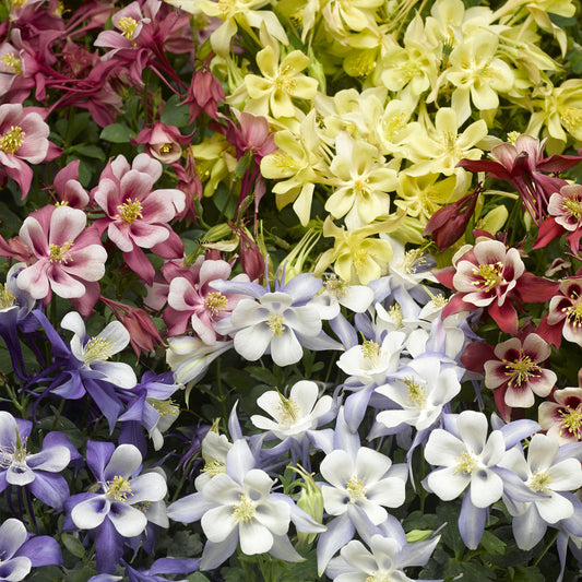 Aquilegia caerulea 'Kirigami Mix'