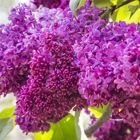 Syringa vulgaris 'Charles Joly'