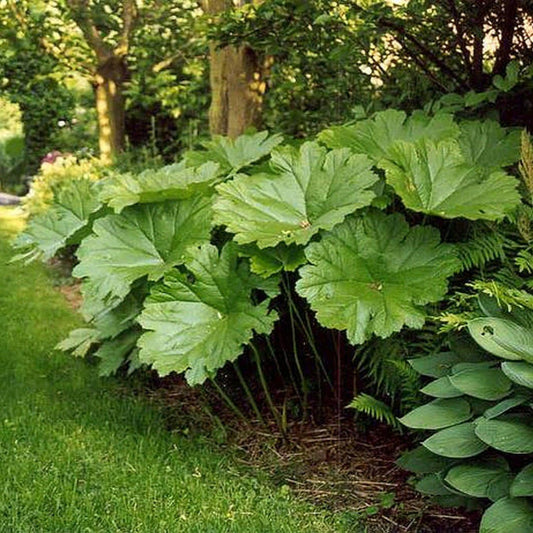 Darmera peltata (Peltiphyllum peltatum)