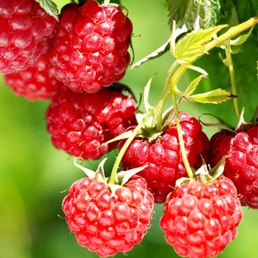 Rubus idaeus 'Festival' (biologique)