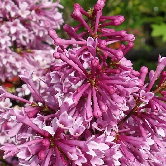 Syringa prestoniae (x) 'Redwine'