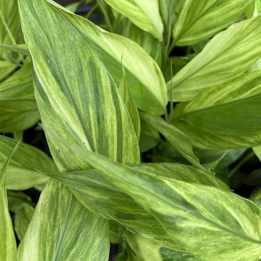 Zingiber mioga 'Silver Arrow'