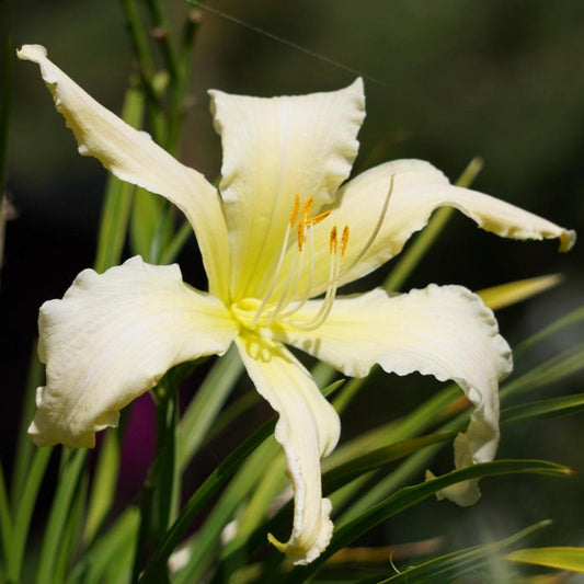 Hemerocallis 'Heavenly Angel Ice'