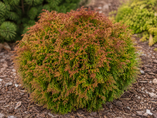 Thuya occidentalis 'Fire Chief'