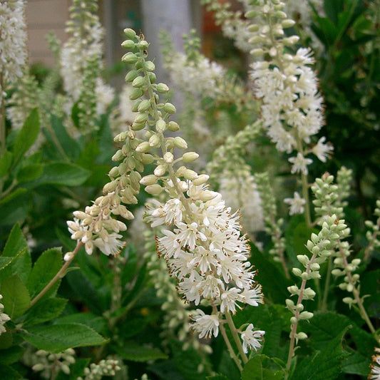 Clethra alnifolia 'Sixteen Candles'