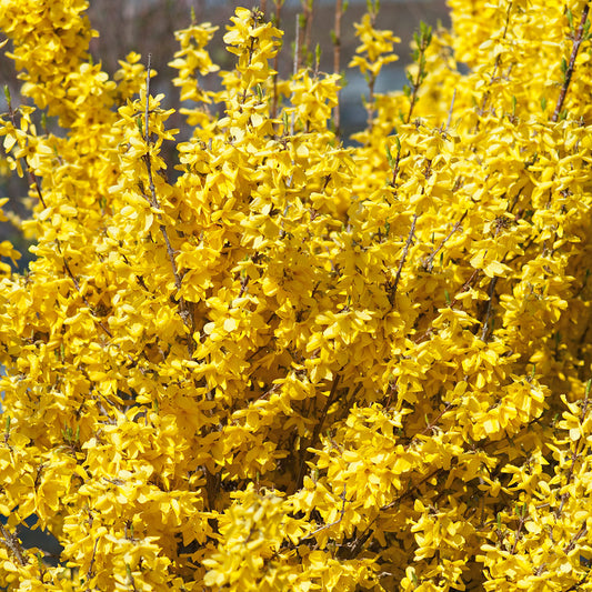 Forsythia intermedia (x) 'Week-End' (Courtalyn)