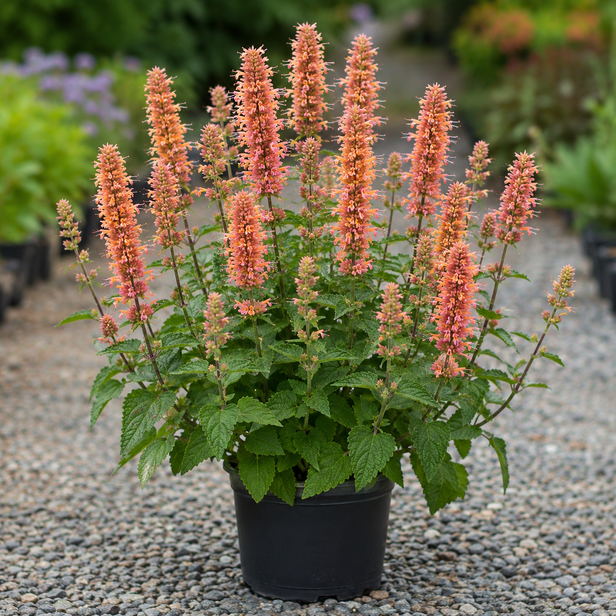 Agastache 'Queen Nectarine'
