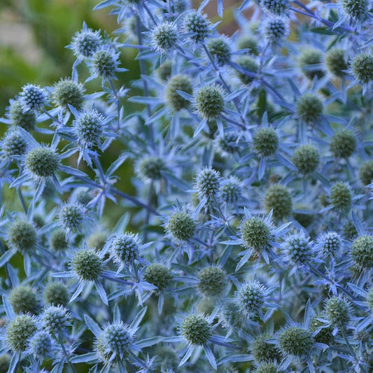 Eryngium planum 'Blue Hobbit'