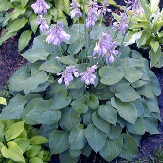 Hosta 'Blue Cadet'