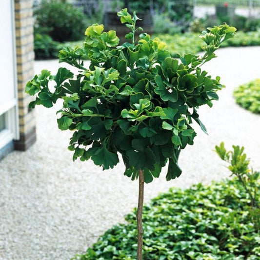Ginkgo biloba 'Mariken' (sur tige)