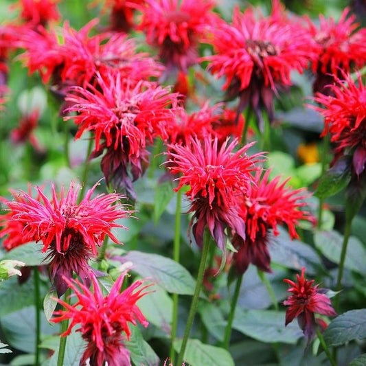 Monarda 'Fireball'