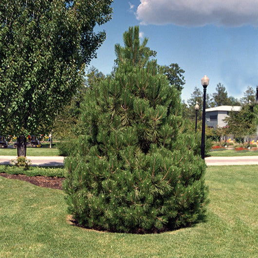 Pinus nigra 'Austriaca'
