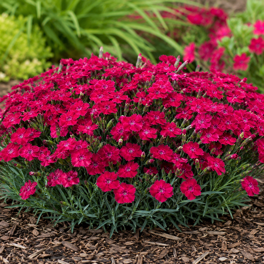 Dianthus 'Paint the Town Red'