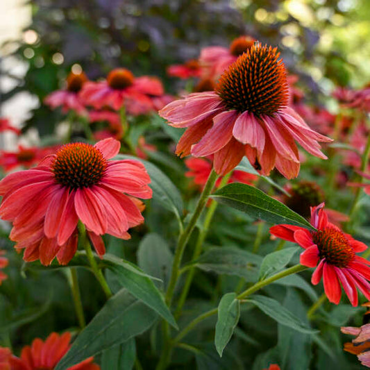Echinacea 'Frankly Scarlet'