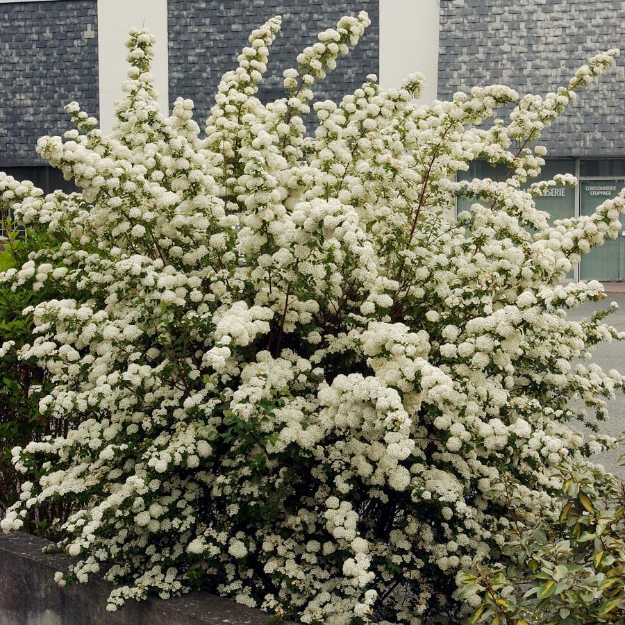 Spiraea x vanhouttei