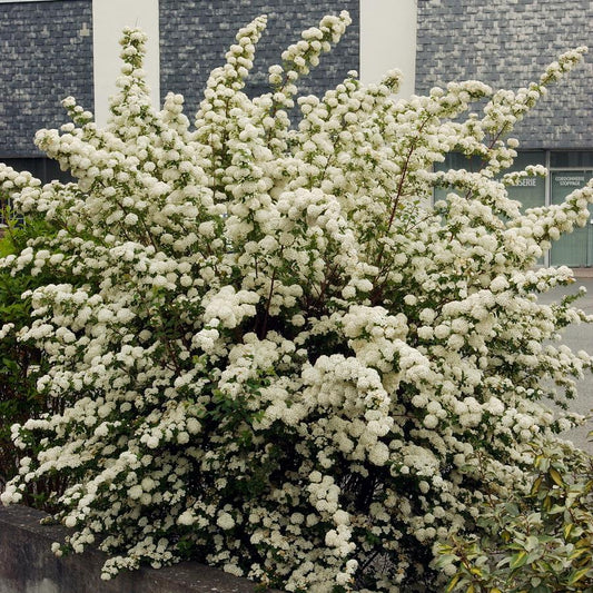 Spiraea x vanhouttei