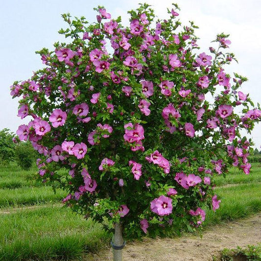Hibiscus syriacus 'Aphrodite'