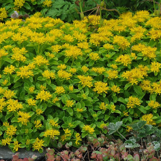 Sedum kamtschaticum