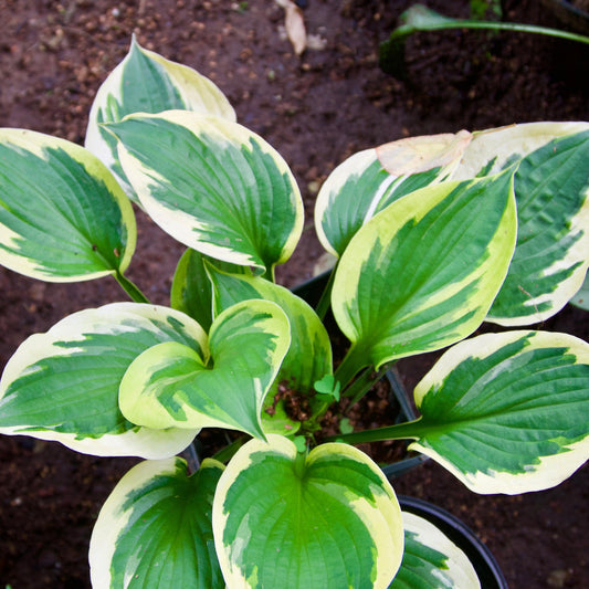 Hosta 'Twilight'