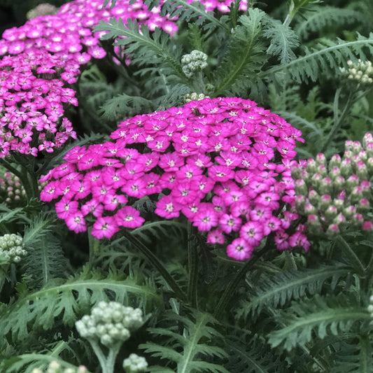 Achillea millefolium 'New Vintage Violet'