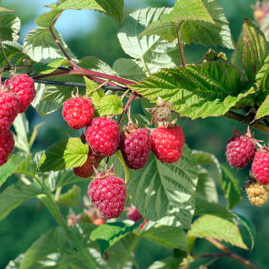 Rubus idaeus 'Heritage' (biologique)