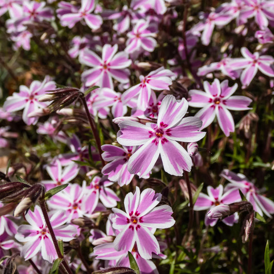 Phlox subulata 'Candy Stripe'