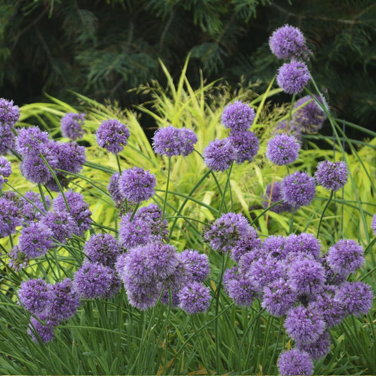 Allium 'Medusa'