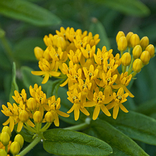 Asclepias tuberosa 'Hello Yellow'