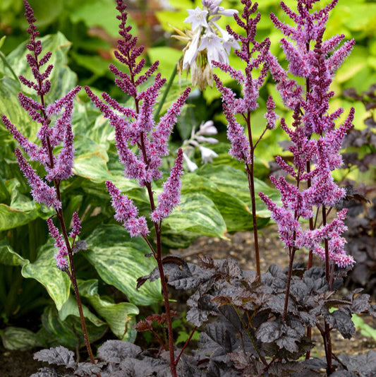Astilbe 'Dark Side Of The Moon'