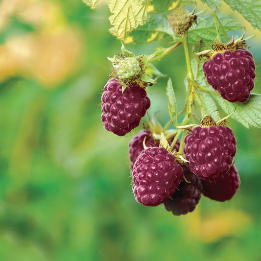 Rubus idaeus 'Royalty' (biologique)