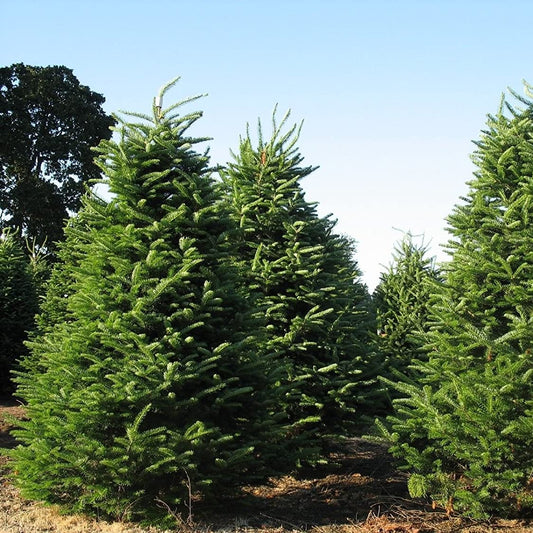 Abies balsamea