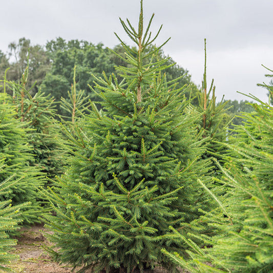 Abies Fraseri