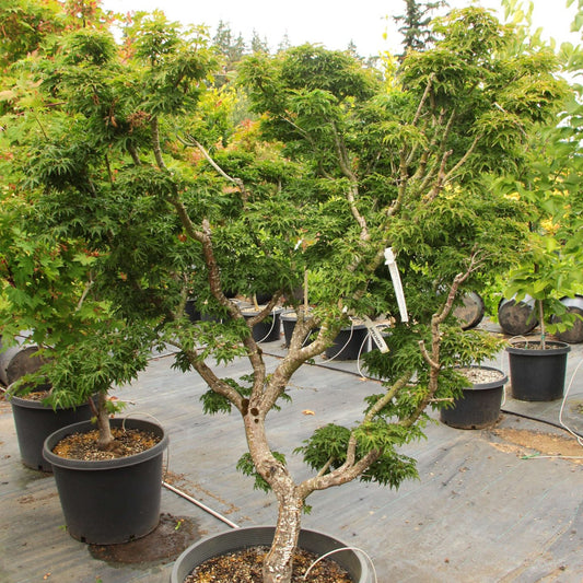 Acer palmatum 'Shishigashira'