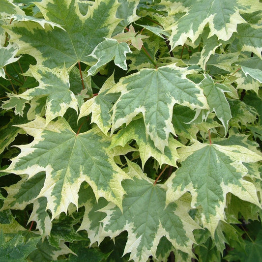 Acer platanoides 'Drummondii'