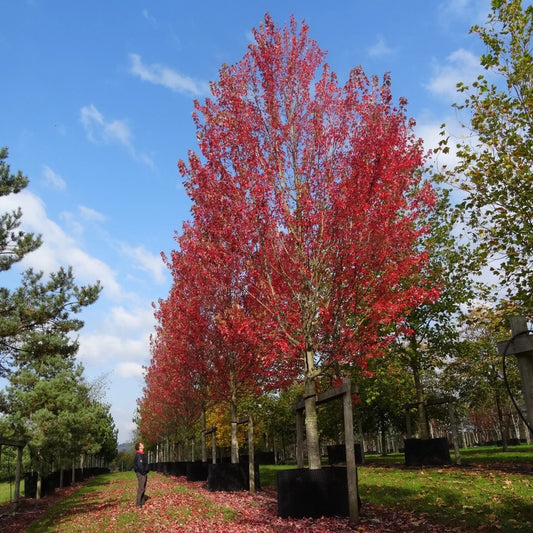 Acer freemanii 'Armstrong'