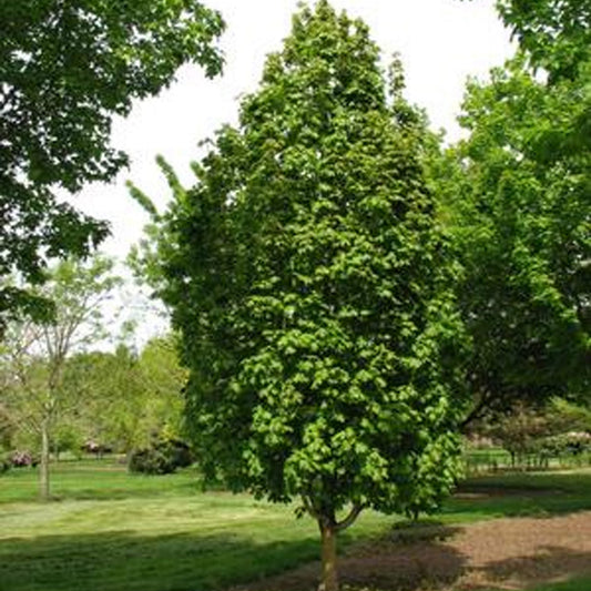 Acer saccharum 'Apollo'