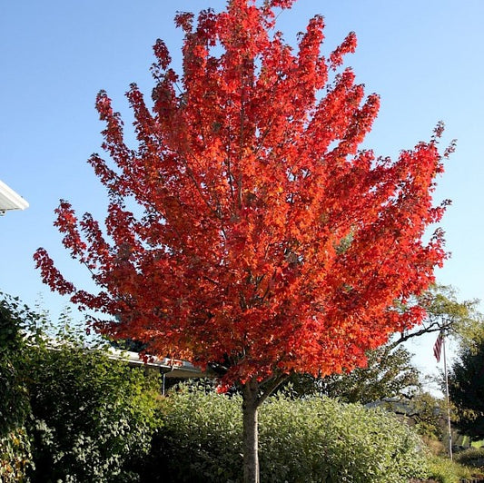 Acer Rubrum 'Red pointe'