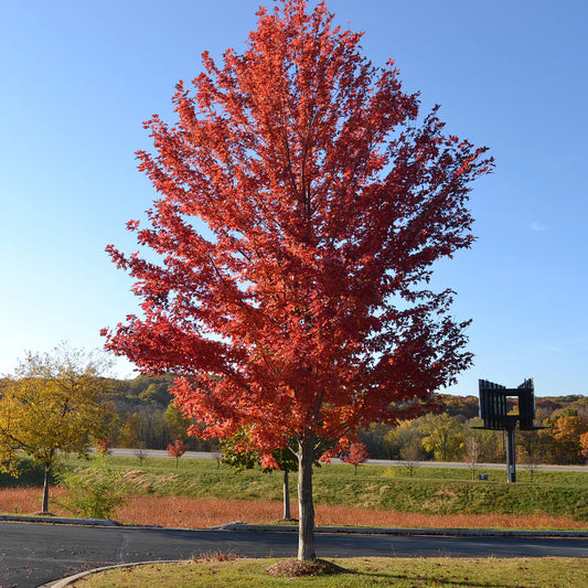 Acer freemani 'Autumn Blaze'