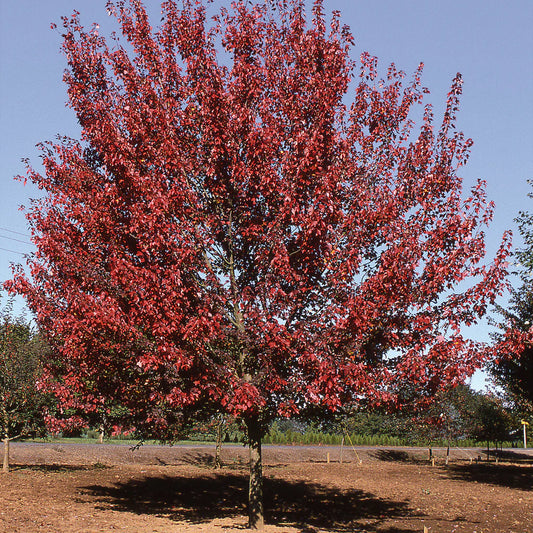 Acer ginnala 'Flame'
