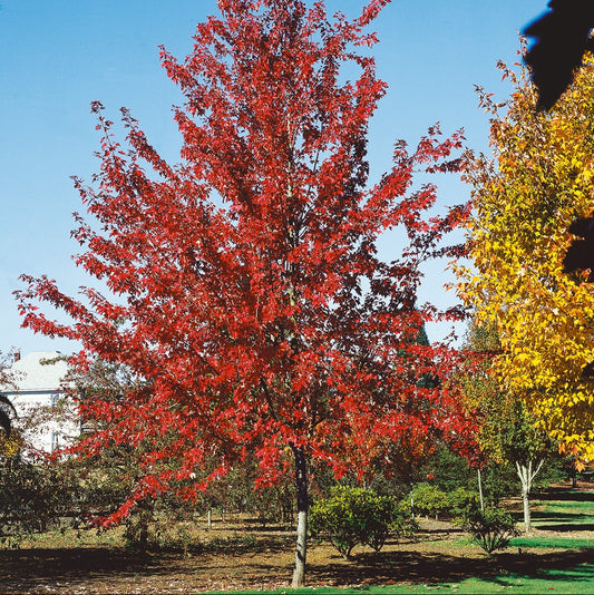 Acer freemani 'Autumn Fantasy'