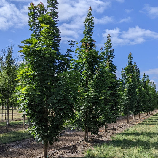 Acer platanoides 'Columnare'
