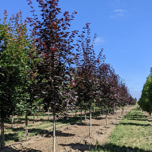 Acer platanoides 'Royal Red'