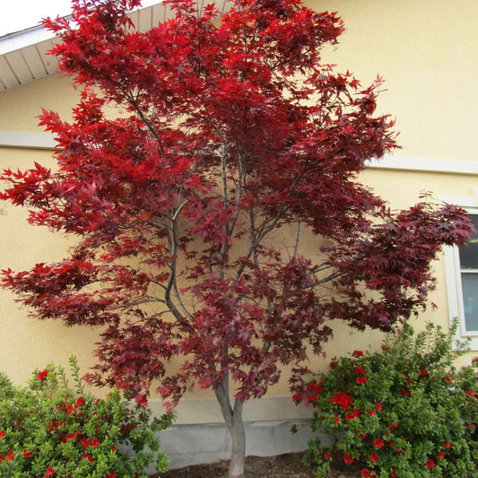 Acer palmatum 'Emperor Wolff'