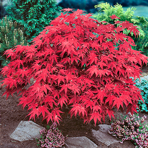 Acer palmatum 'Emperor One'