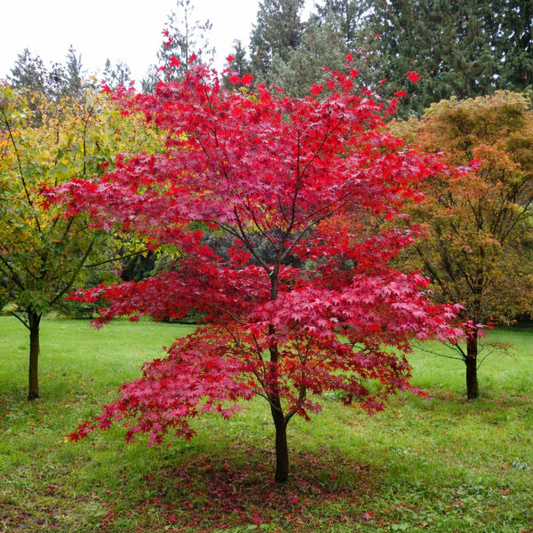 Acer palmatum 'Fireglow'