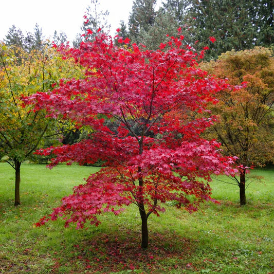 Acer palmatum 'Fireglow'