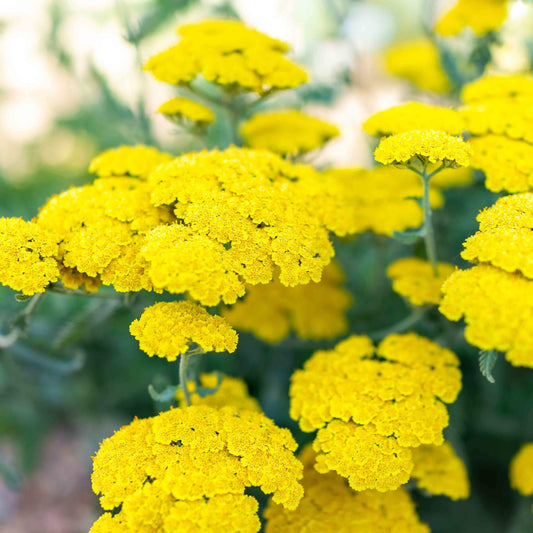 Achillea millefolium 'Moonshine'