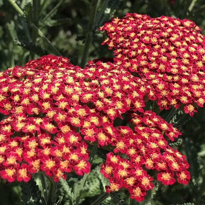Achillea 'Sassy Summer Sangria'